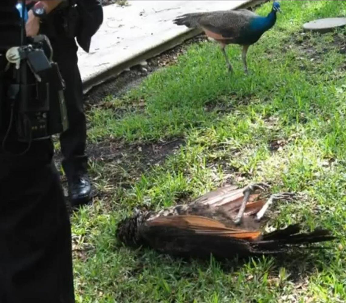 Peacock found shot in Coconut Grove neighborhood