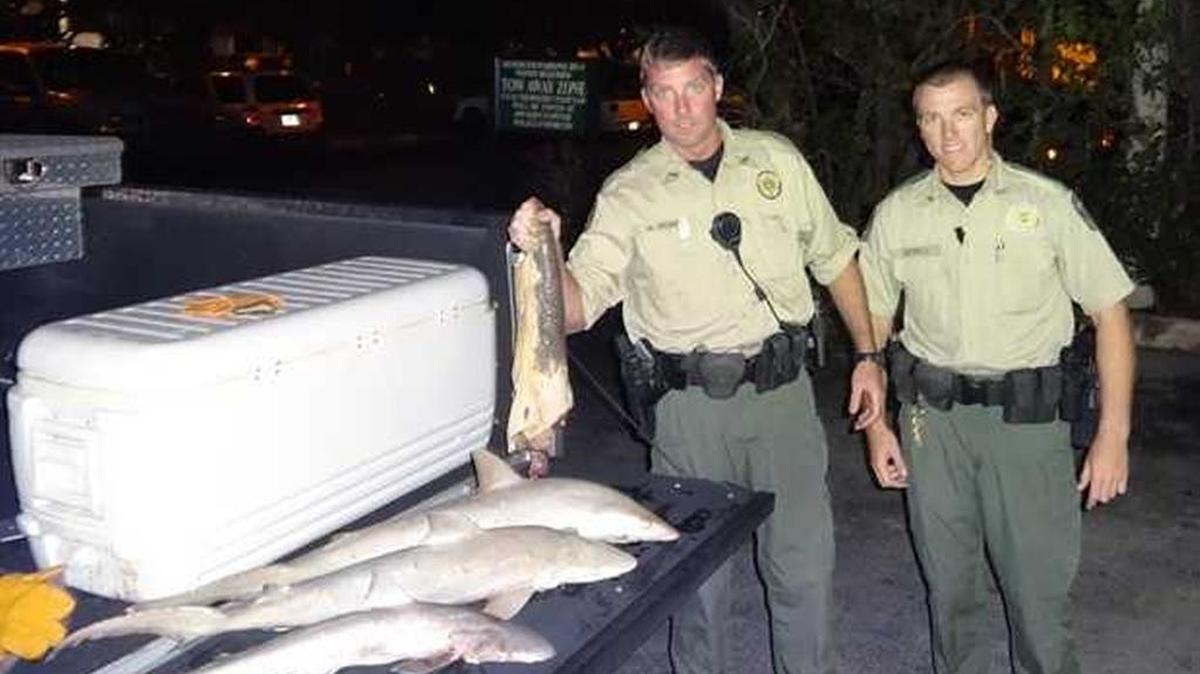 
Fish and Wildlife officers show the turtle tail they found in the pickup. Sea turtles are protected under federal and state law.
