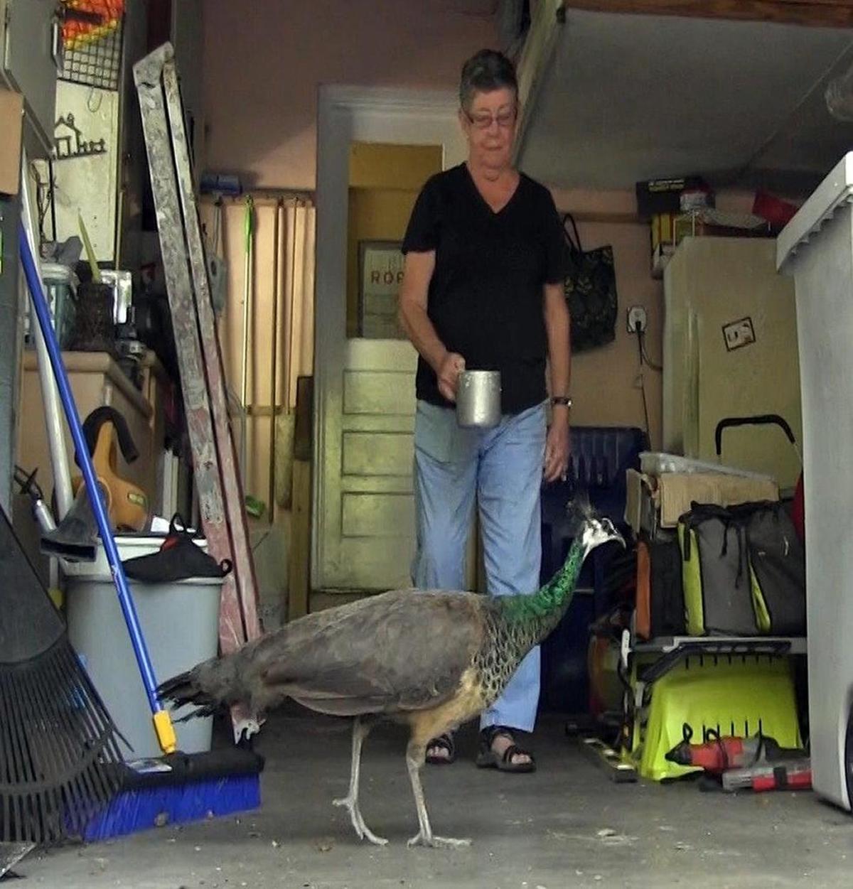 Gerry Smith feeds peacocks out of her garage in Coconut Grove on Thursday, April 27, 2017. Miami's peacock population is growing, and many neighbors are annoyed by the loud squawking noise, the poop, the destruction of their plants and the scratching of their cars.