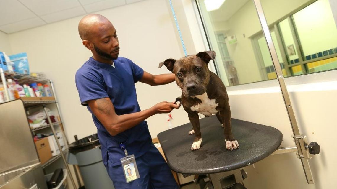 Joseph Darby prepares Panda, a 3-year-old identified as a pit bull, for a shower during the grand opening of the Miami-Dade Animal Services Pet Adoption and Protection Center in Doral on June 13, 2016. While some dogs are called pit bulls, they aren’t always deemed to violate the county’s ban on the pit-bull breed.