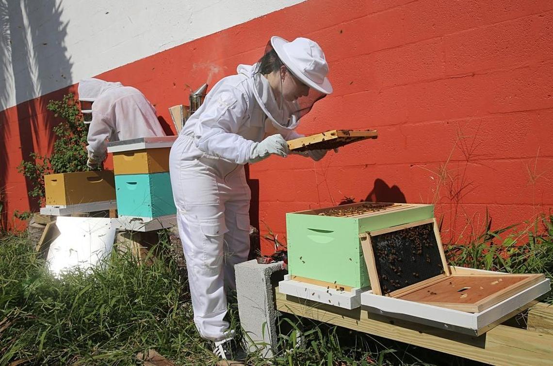 Beekeepers Casey Zap, left, and Danielle Bender, check some beehives in Little Haiti.