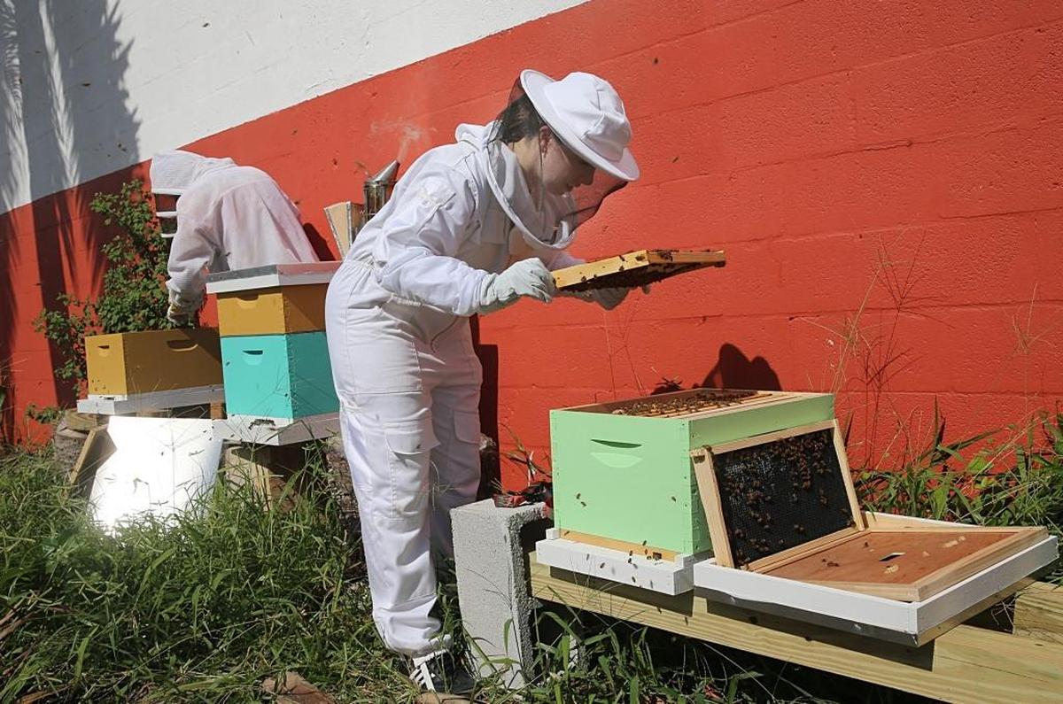 Beekeepers Casey Zap, left, and Danielle Bender, check some beehives in Little Haiti.