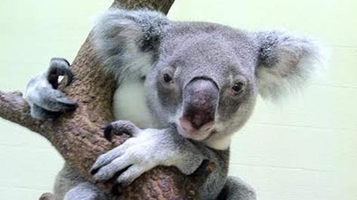 
Cobber, a longtime resident of Zoo Miami, died Thursday from old age. The koala was 19. 

