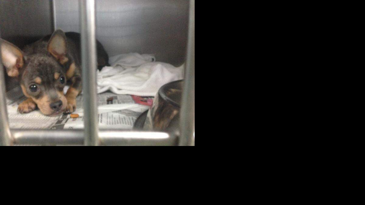 
This Chihuahua, one of 42 taken from a Northwest Miami-Dade residence, awaits adoption at the Miami-Dade animal shelter. 
