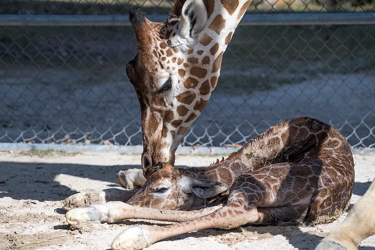Sabra grooms her new calf at Zoo Miami on March 28, 2018.