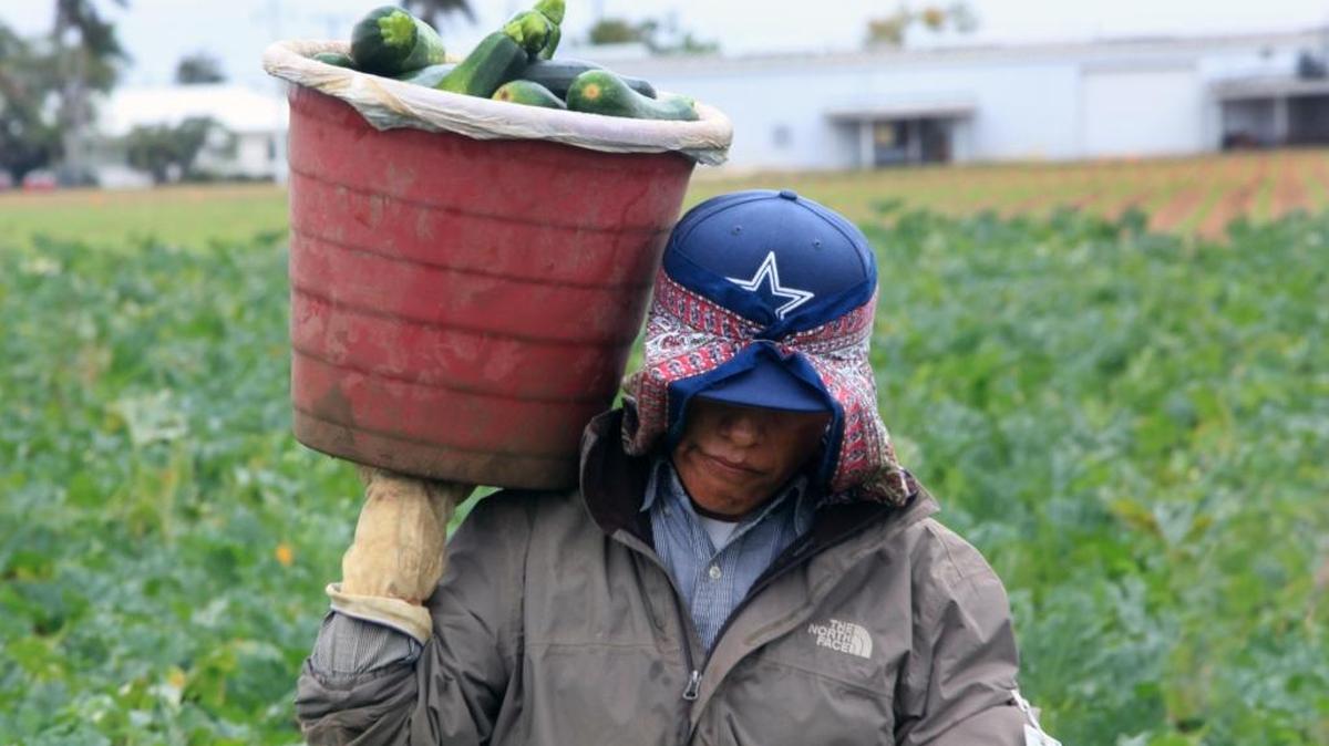 A worker collects zucchini at a farm near Southwest 197th Avenue and 284th Street in South Miami-Dade on Wednesday, January 3, 2017, before a cold front that could drop temperatures in South Florida into the 30s-40s. Farmers will be watering their crops overnight in anticipation of Friday’s near freezing temperatures.