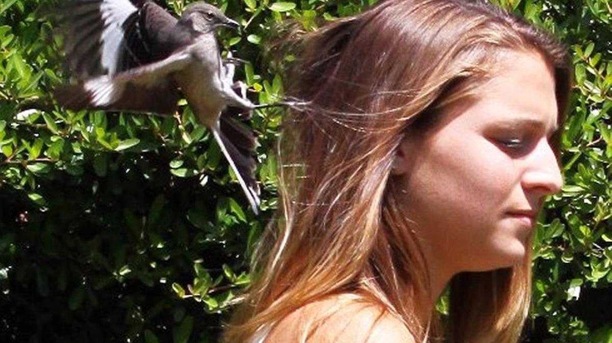 This photo provided by the University of Florida, taken April 19, 2009, shows a mockingbird grazing University of Florida biology major Devon Duffy, in Gainesville, Fla., in an attempt to drive her away from its nest on the university campus.