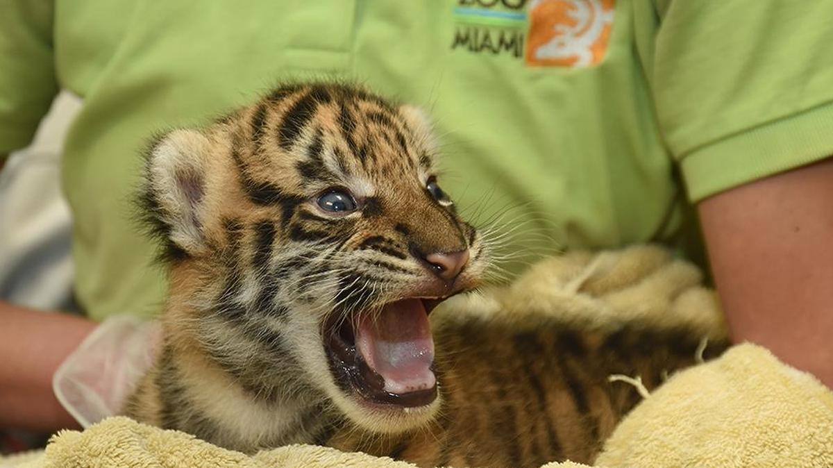 The Sumatran tiger cub born at Zoo Miami on November 14, 2015 is given supplemental feedings after experiencing weight loss.