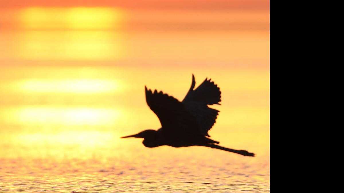 
Too little water and high salinity in Taylor Slough have scientists worried about the ecosystem in Florida Bay.
