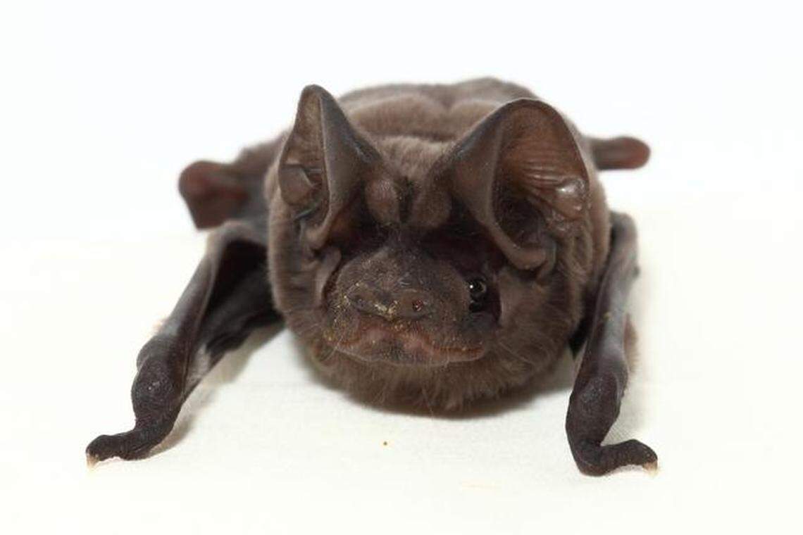 The endangered Florida bonneted bats live in pine rockland habitats and have been spotted foraging near Zoo Miami.
