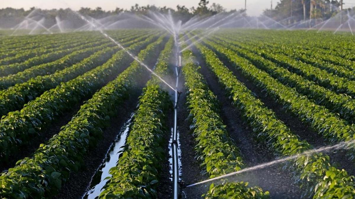 Sam Accursio, owner of Sam S. Accursio & Sons Farms, watered his crops overnight to prepare for a possible freeze early Jan. 5, 2018, that could have damaged the green bean crop on Southwest 280th Street.