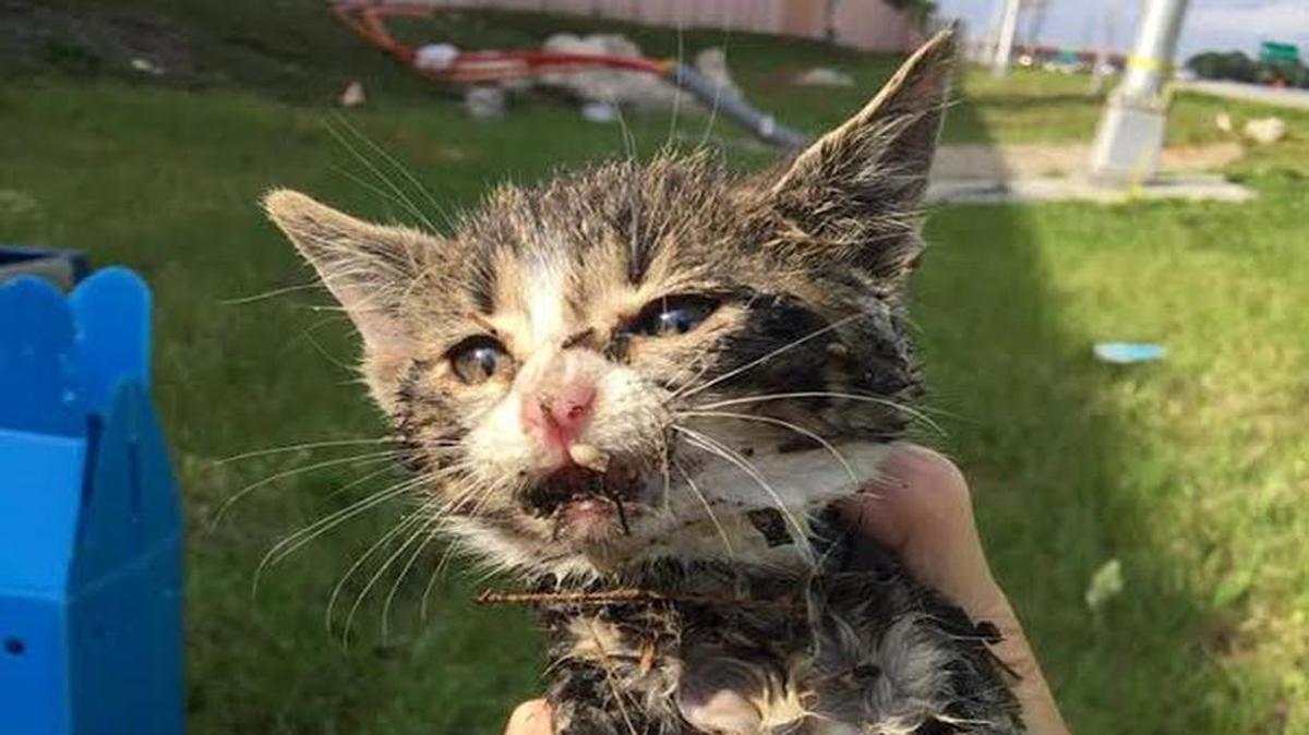 On Saturday morning, Miami-Dade Fire Rescue saved a kitten from a storm drain. The kitten is now ready for adoption