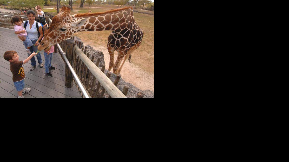 
A young boy feeds Fezzik, the 18-foot-tall, 2,263-pound giraffe, at Zoo Miami. 
