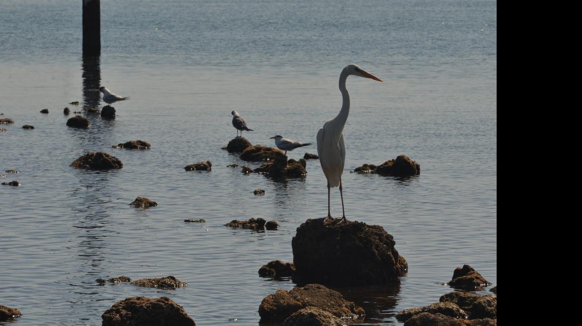 
A great white heron was among the birds spotted on a 2014 bird-watching tour organized by Tropical Audubon that featured the release of a recovered pelican at Biscayne National Park. 
