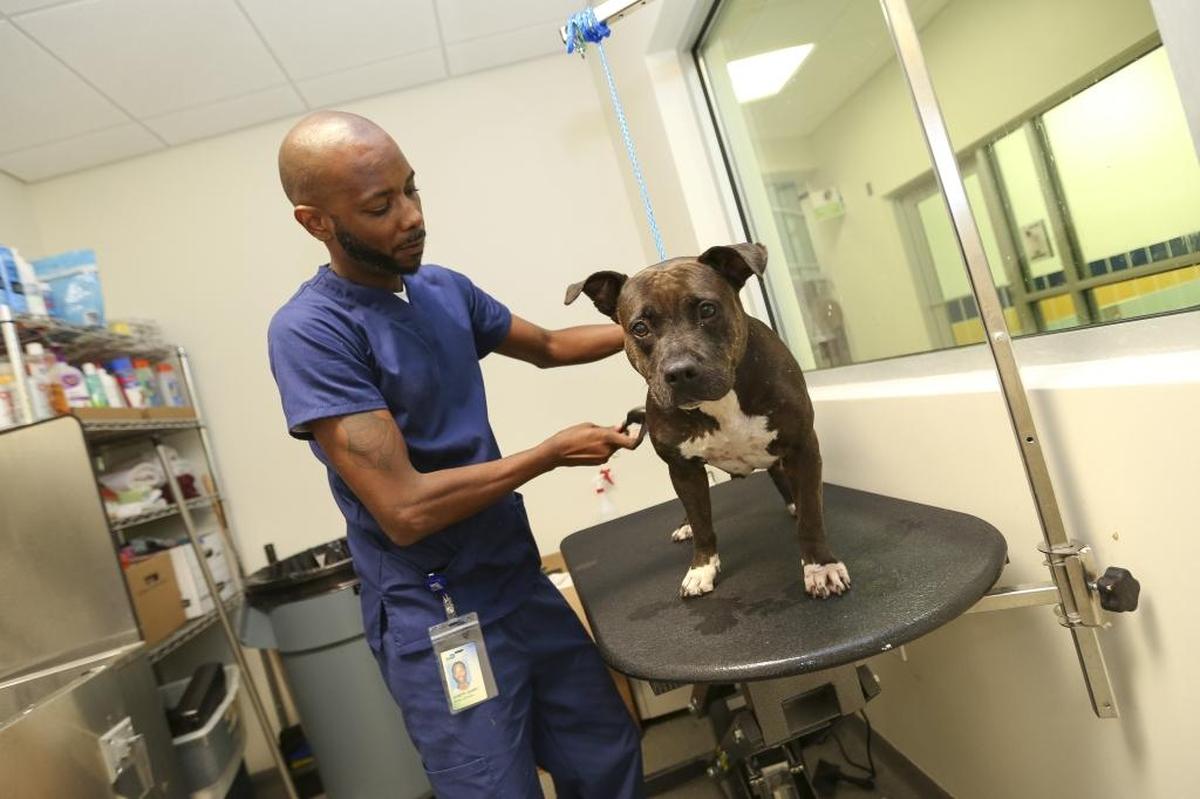 Joseph Darby prepares Panda, a 3-year-old pit bull, for a shower during the opening of the Miami-Dade Animal Services Pet Adoption and Protection Center in Doral  in June 2016. The shelter's motto is "Adopt, Don't Shop."