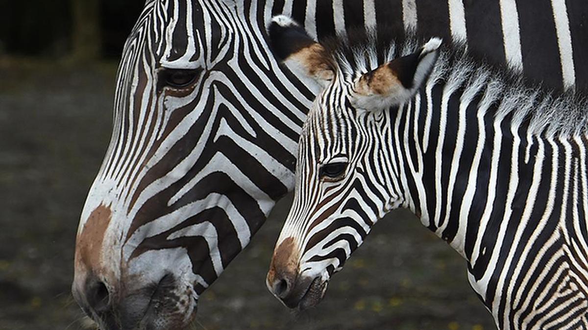 Zoo Miami’s newborn Grevy’s zebra makes its debut Thursday, Oct. 22, 2015.