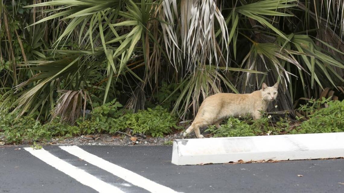 Rabies alert: Broward cat tests positive. What does that means for you and your pets?