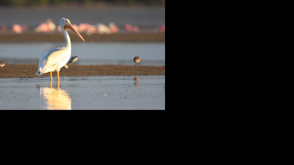 
A white pelican stands in the shallows of Snake Bight in Everglades National Park.
