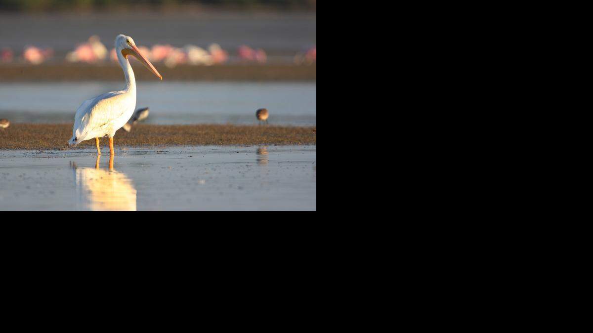 
A white pelican stands in the shallows of Snake Bight in Everglades National Park.
