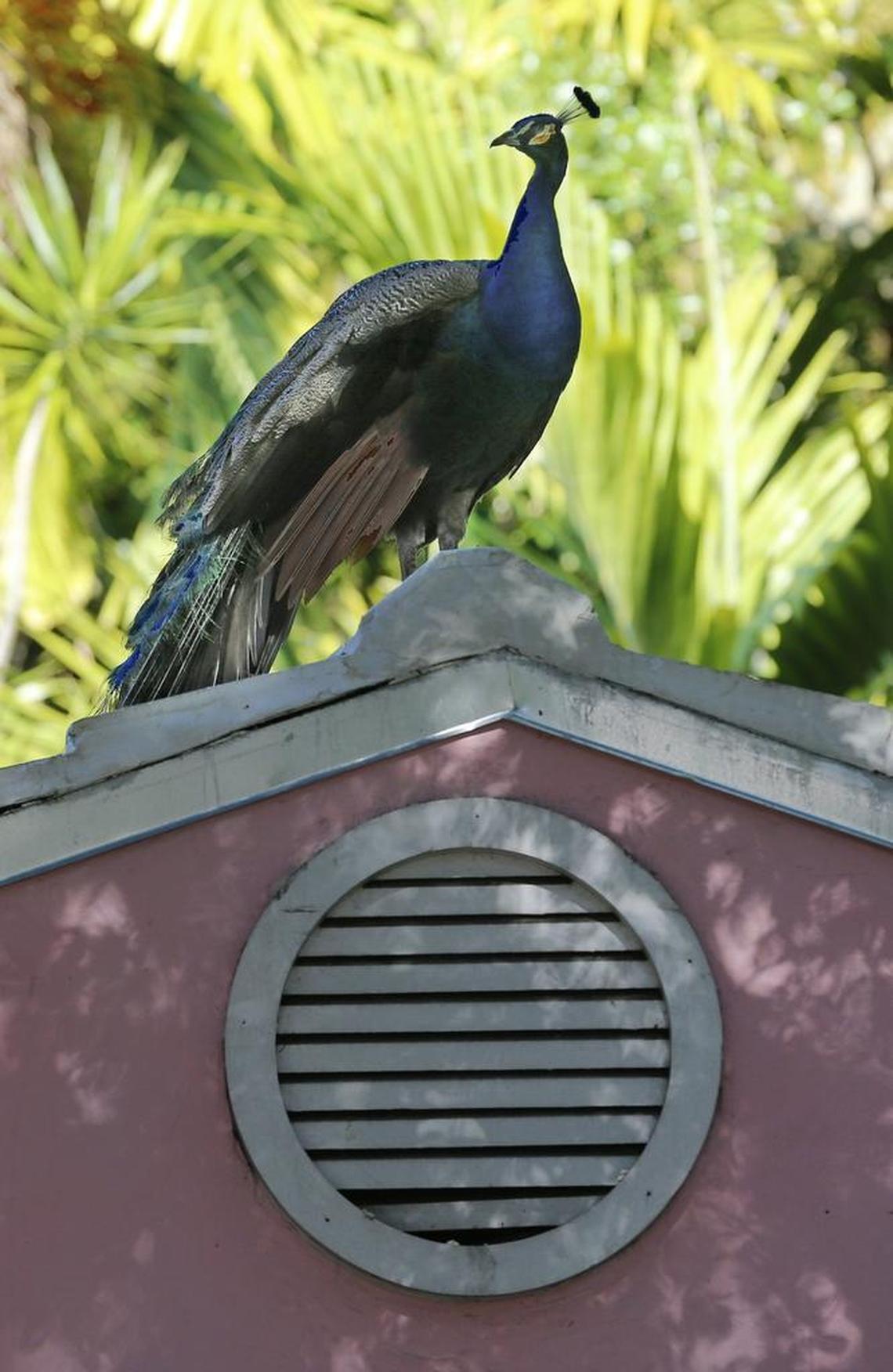 A peacock sits atop a home in Coconut Grove, where the population is concentrated. Some residents feed the birds, a practice discouraged by wildlife experts. Commissioner Ken Russell introduced a proposal to humanely manage the population using scientific data on its density.