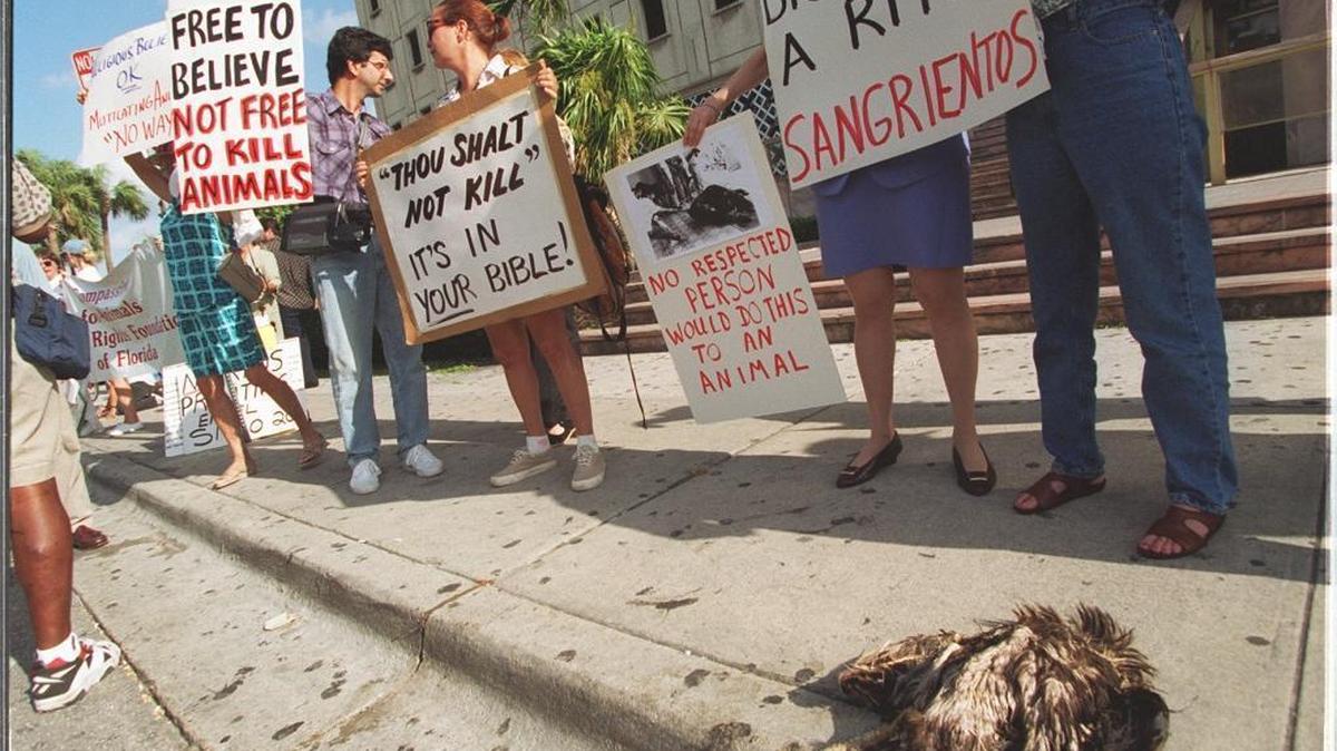 Animal rights activists in 1996 protest Santeria chicken sacrifices at the main entrance of the Dade County Couthouse in Miami. It was not known who left the dead rooster in the foreground. The fowl was there when the protestors arrived.