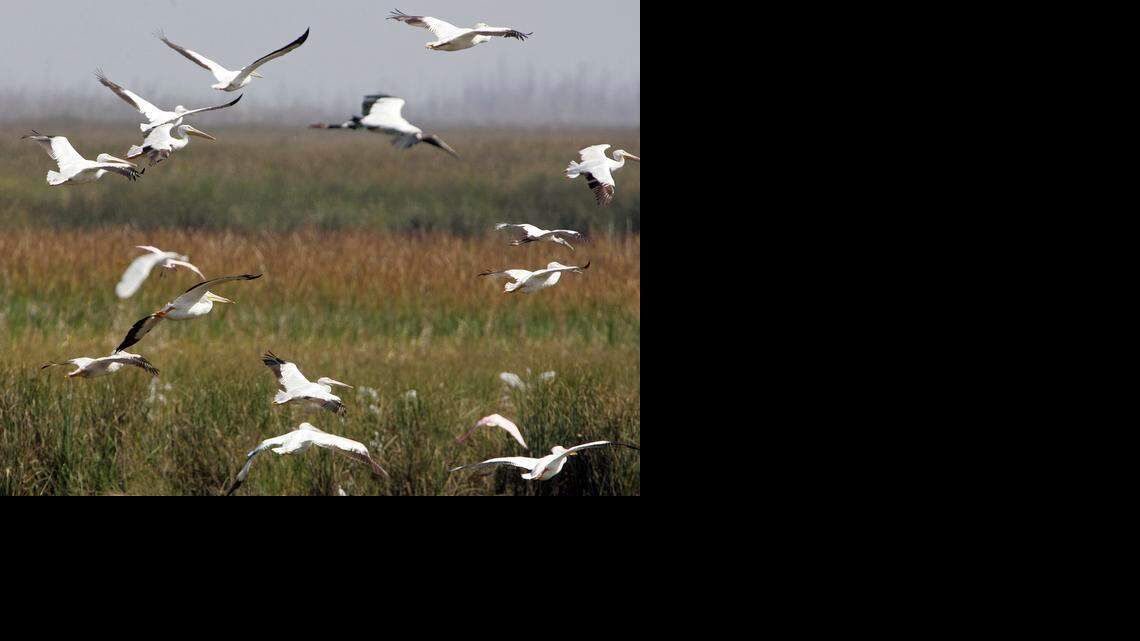 
White pelicans and wood storks congregated near a Broward County water conservation area in 2007. Repairing water flow to the parched southern Everglades would help restore disappearing wetland habitat that has caused the number of wading birds to steadily decline.
