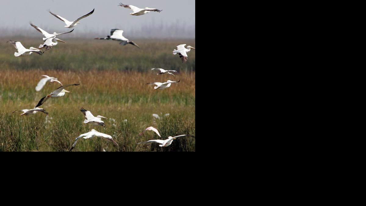 
White pelicans and wood storks congregated near a Broward County water conservation area in 2007. Repairing water flow to the parched southern Everglades would help restore disappearing wetland habitat that has caused the number of wading birds to steadily decline.
