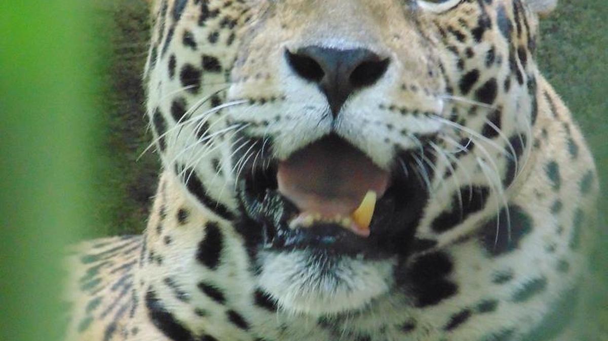 
Nieve, a 19-year-old jaguar at Zoo Miami, was euthanized this week when her health deteriorated due to her old age. 
