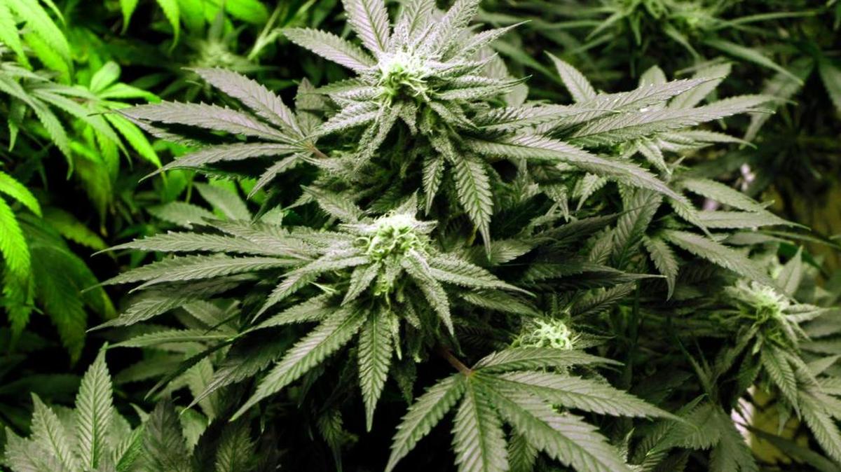Federal agents say proceeds from a Miami-Dade man’s South Florida-based counterfeit credit card operation funded a marijuana grow house in Colorado. Jose Cardentey Hernandez was arrested by United States Secret Service agents at his home in Peyton, Colorado Nov. 17.