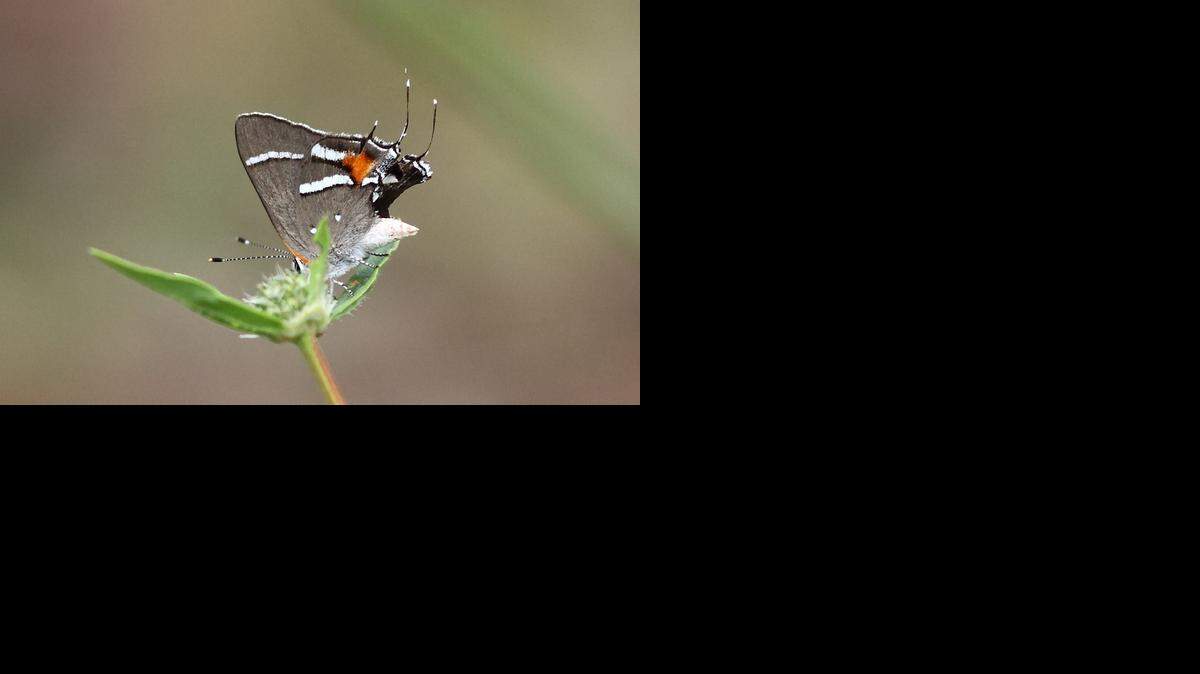 
This Bartram’s hairstreak is one of two pine rockland butterflies that were added to the Endangered Species List in September, which also protects their pineland habitat.
