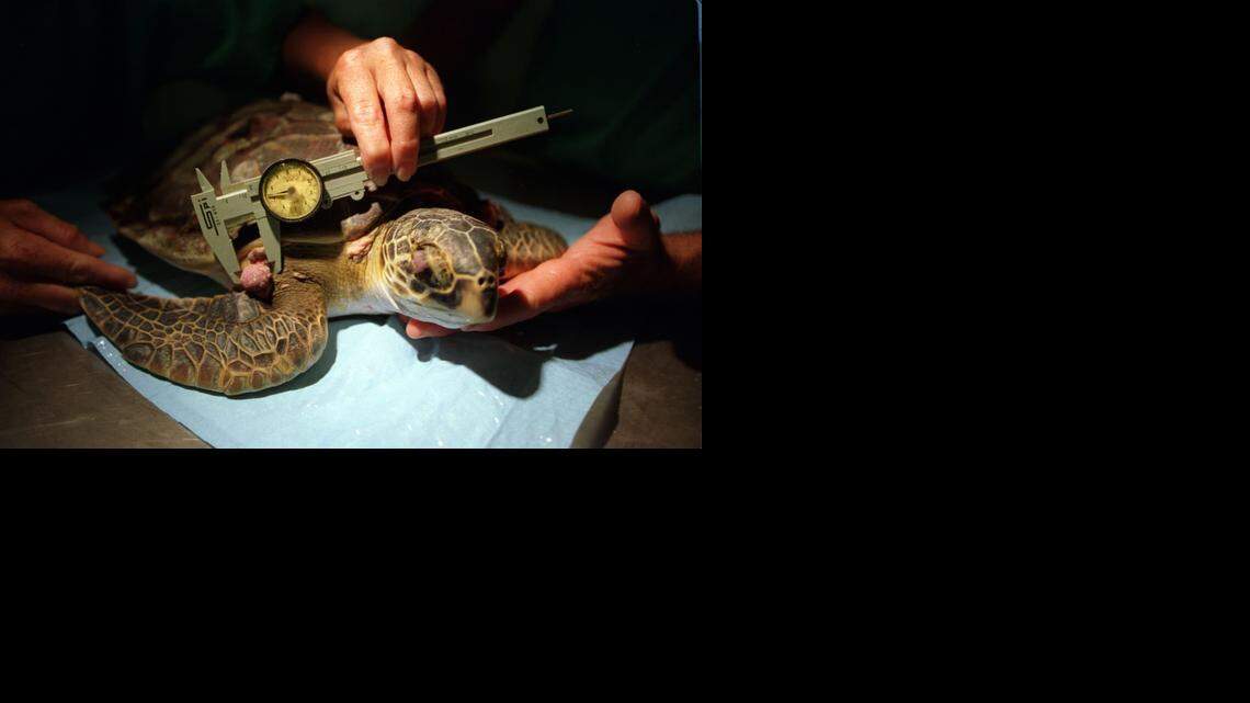 
Richie Moretti and Tina Brown measure the tumor on a turtle at the Turtle Hospital in Marathon in 1996.
