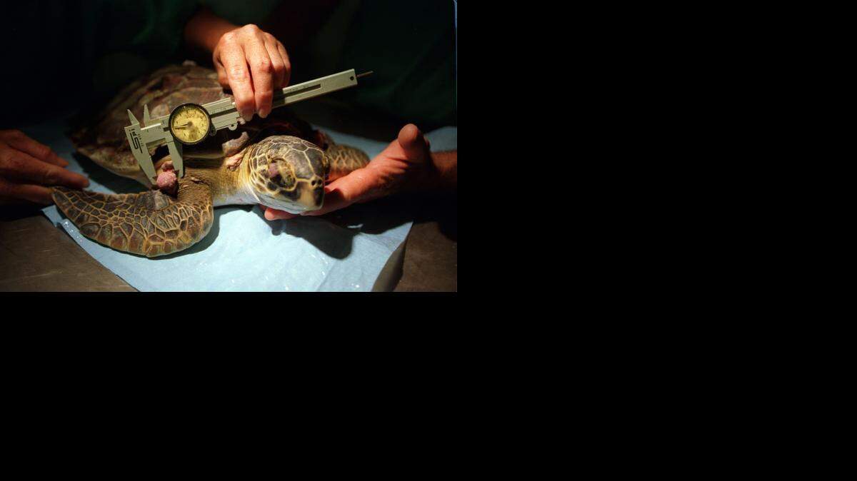 
Richie Moretti and Tina Brown measure the tumor on a turtle at the Turtle Hospital in Marathon in 1996.
