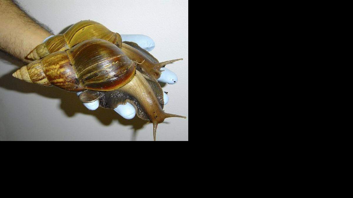 
A Florida Department of Agriculture worker holds uo a Giant African Land Snail.
