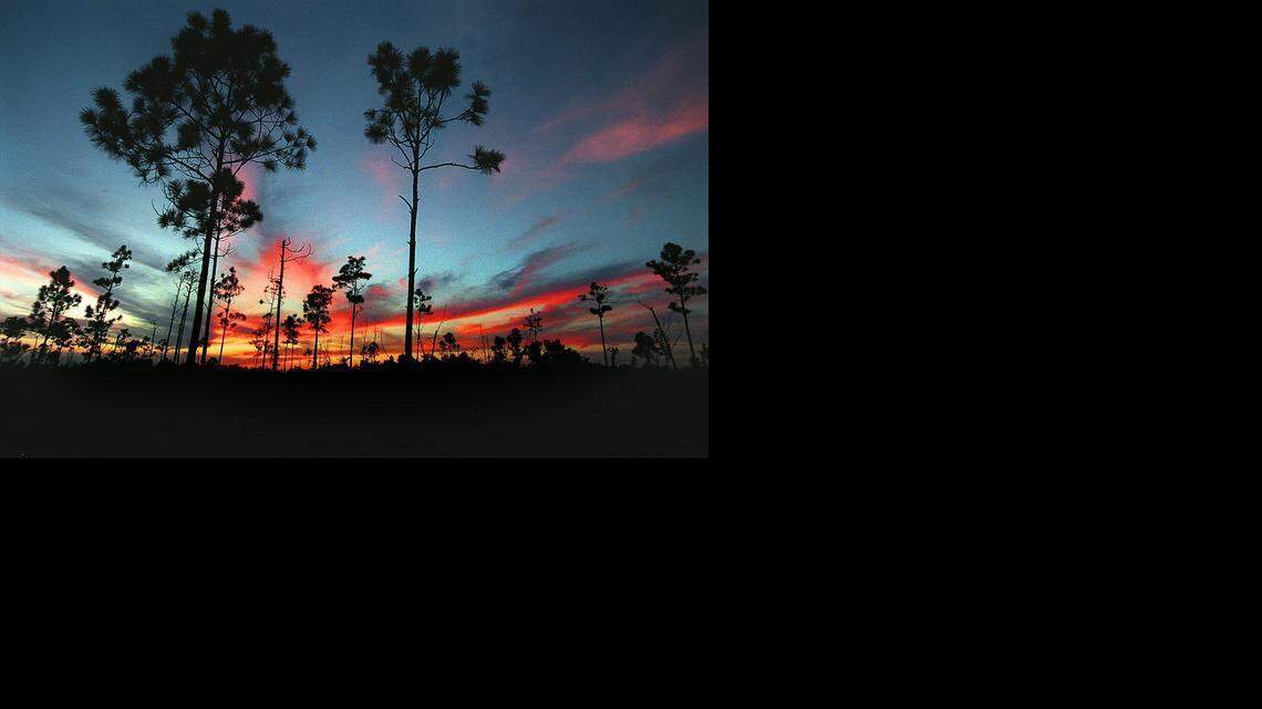 
Sunset over rock pinelands in Everglades National Park in 1997. Endangered pineland has shrunk to just two percent of its historic territory outside the park. Last year, a Palm Beach County developer bought part of the largest intact tract near Zoo Miami and plans on building a Walmart-anchored shopping center and apartments.
