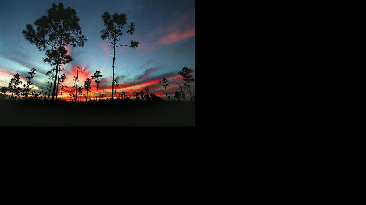 
Sunset over rock pinelands in Everglades National Park in 1997. Endangered pineland has shrunk to just two percent of its historic territory outside the park. Last year, a Palm Beach County developer bought part of the largest intact tract near Zoo Miami and plans on building a Walmart-anchored shopping center and apartments.
