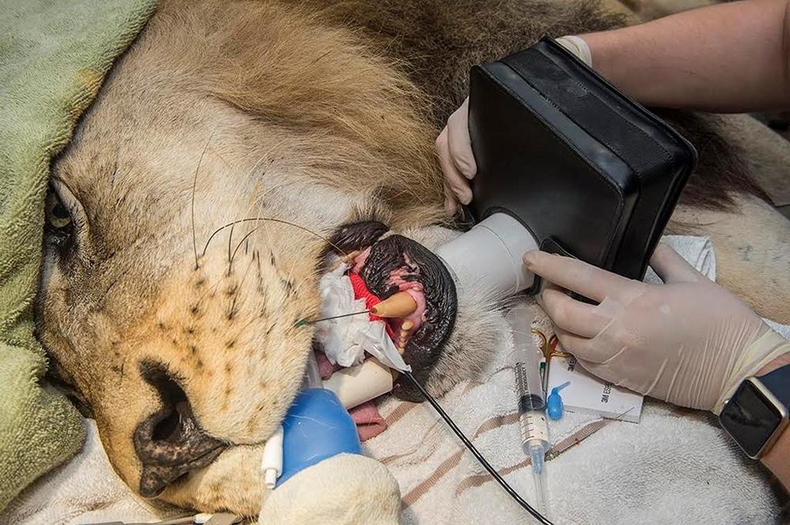 Zoo Miami’s veterinary team seals a lower left canine tooth on Kwame, a 410-pound male lion. He required a root canal on April 26, 2017.