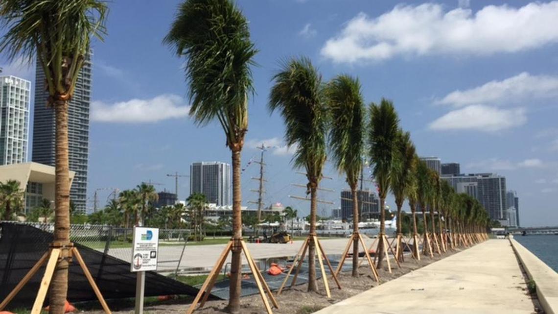 Newly planted coconut palms line the baywalk at Parcel B behind American Airlines Arena, visible at left, in this photo from 2017.