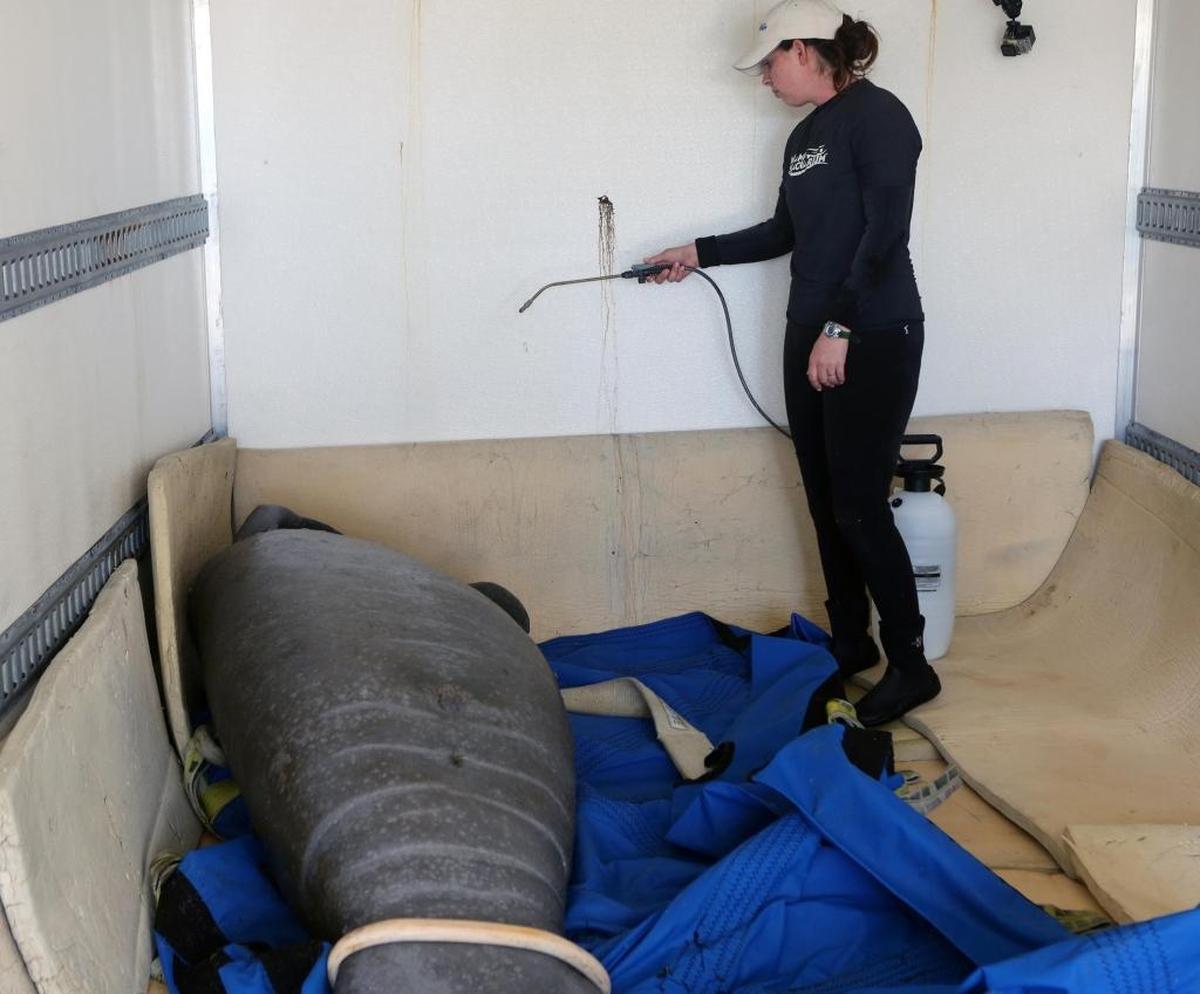 Stephanie Nieves waters down manatee Junebug, before her release Thursday. After three years of rehabilitation in Miami and Ohio, Junebug will be released in a “warm water site” in Tampa.