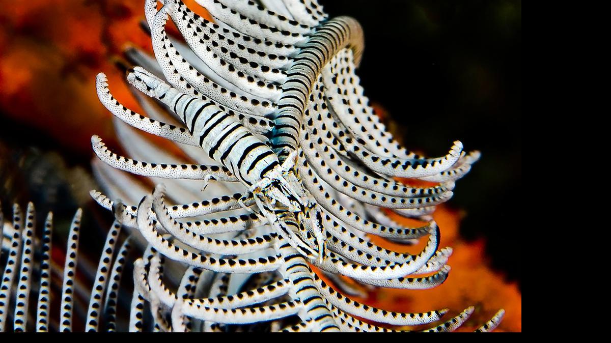 
Tony Barros won first place for macro photography for this shot of a crinoid shrimp taken off Siquijor Island in the Philippines.
