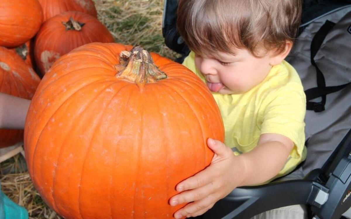 Blake Paez, age 16 months, inspects a pumpkin at Miami Springs’ annual pumpkin patch, which is open until Oct. 28