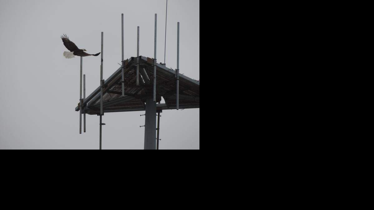 
A bald eagle, a rare sight in urban South Florida, lands on a cell tower near the 15500 block of Biscayne Boulevard where it and its mate are building a nest.
