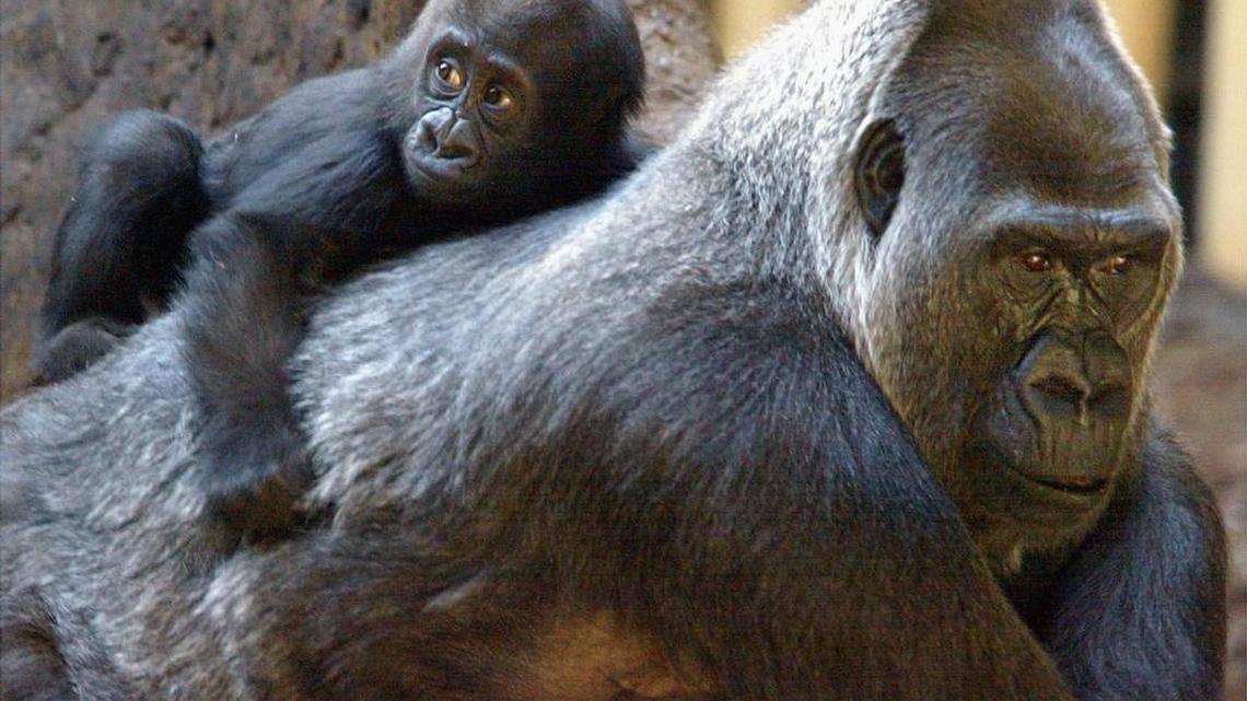 Josephine gives baby Johari a ride on the back at Zoo Miami in 2002.