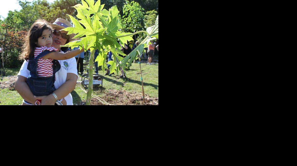 
Jesika Davis shows her daughter Samantha, 3, a freshly planted papaya tree at Camp Owaissa Bauer Park on Friday, November 14. Million Trees Miami received a $100,000 grant to plant trees in Little Havana and Miami Gardens, two tree deprived neighborhoods.
