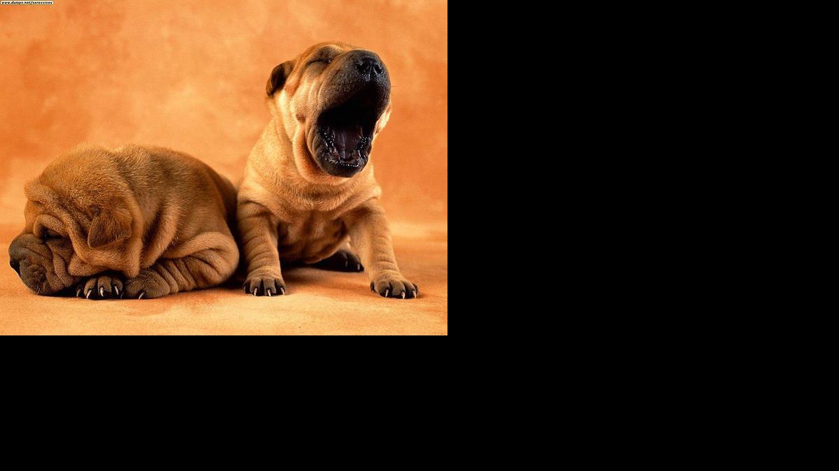 
Miami commissioners placed a six-month moratorium on new puppy stores
