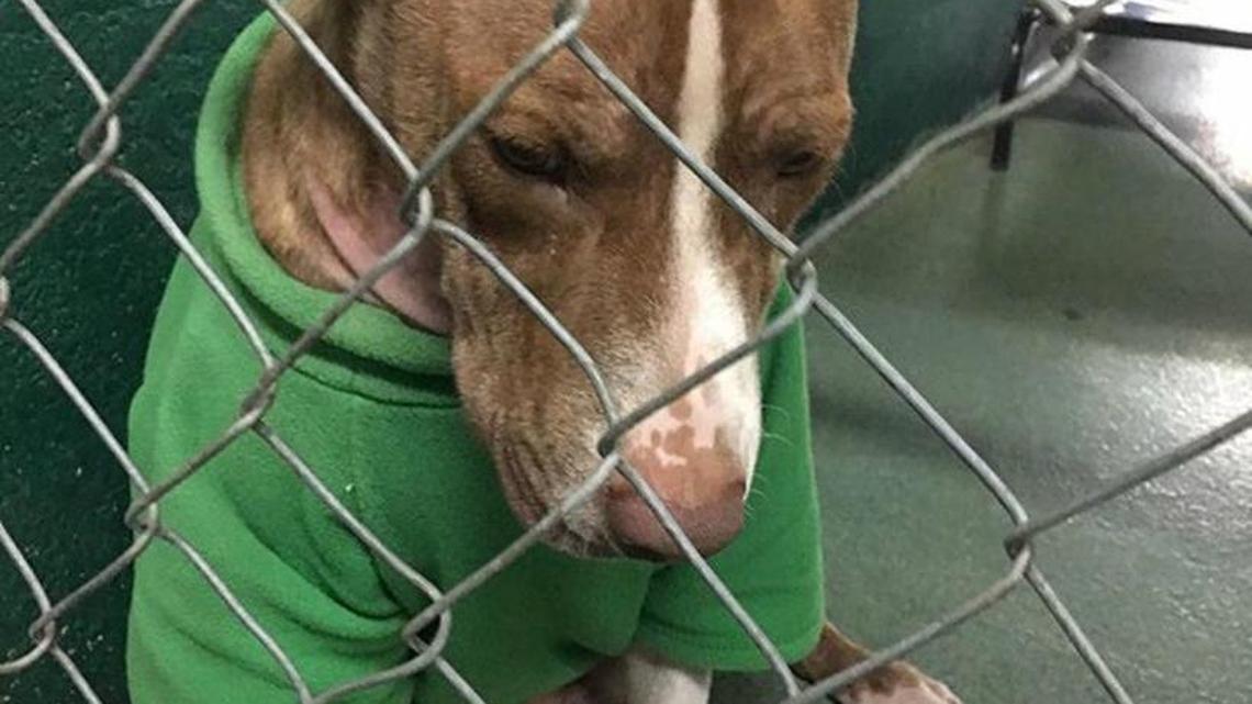 This picture of Bobby the abandoned terrier in a Christmas sweater spread rapidly on social media.