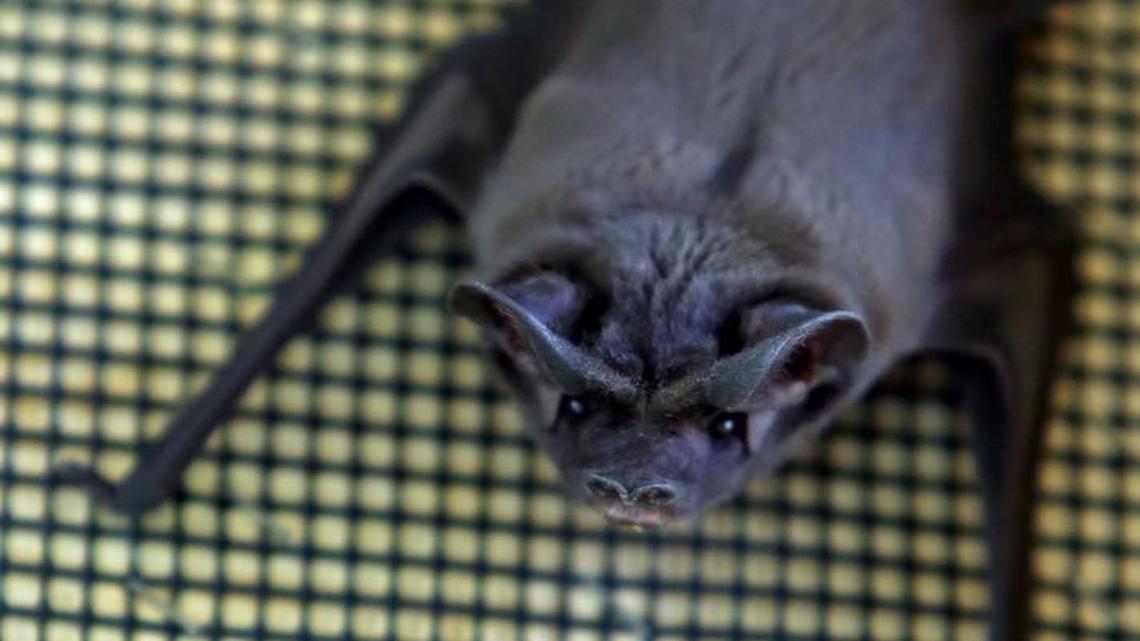 
A bonneted bat rescued a few months back.

