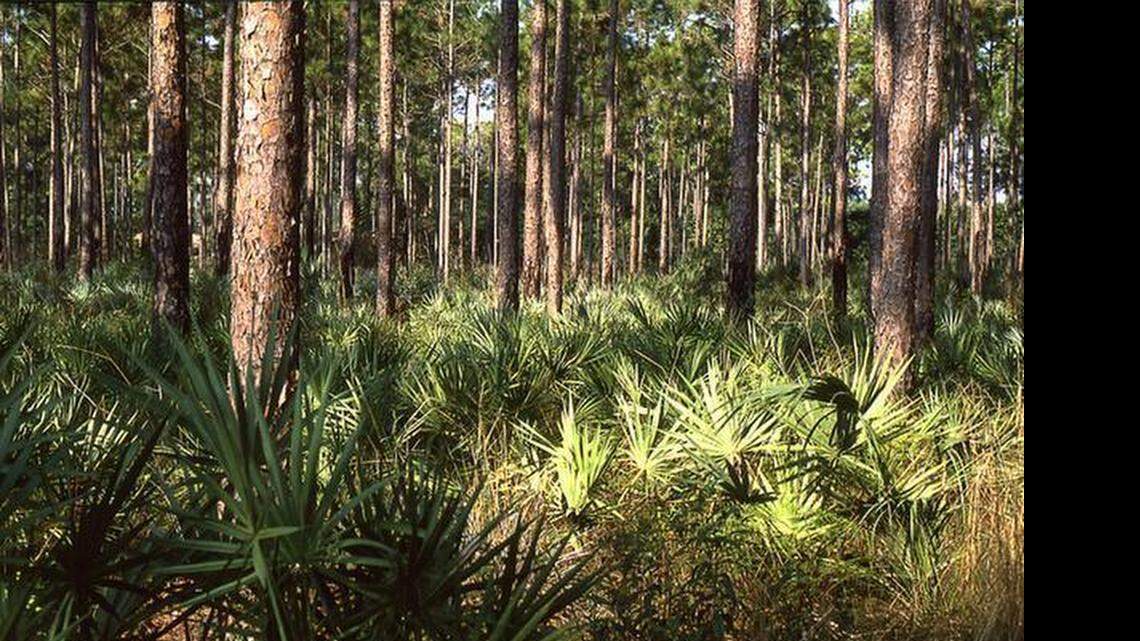 
The Glancy pine rockland covers 20 acres in south Miami-Dade County.
