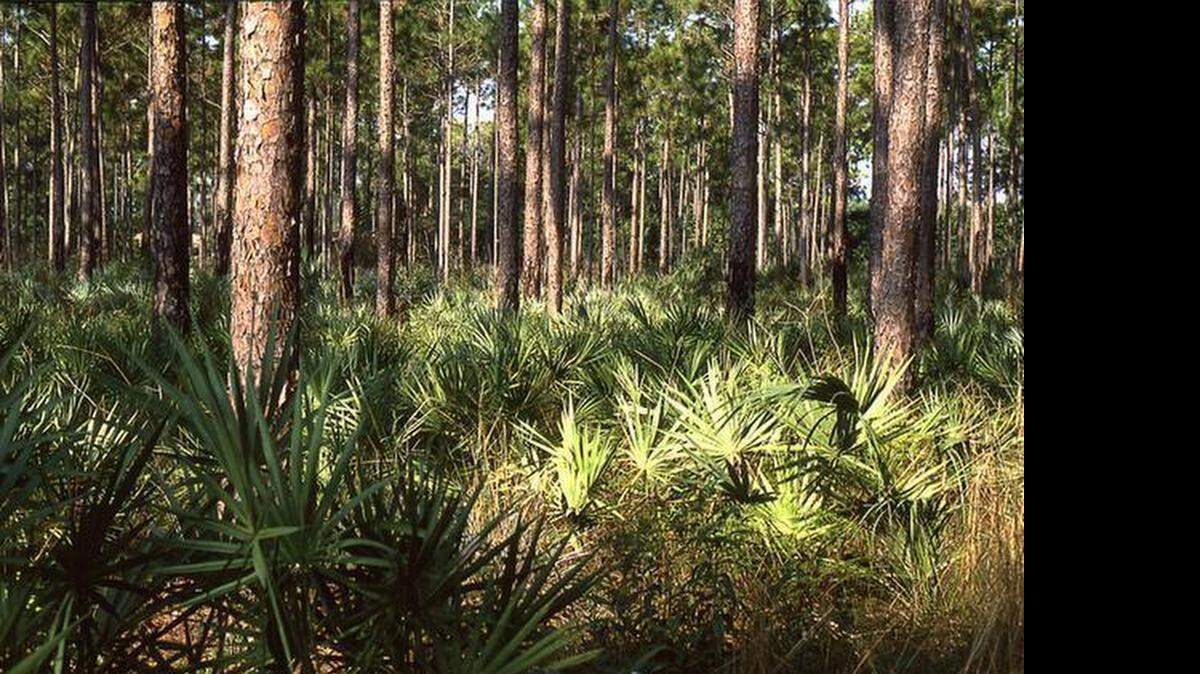 
The Glancy pine rockland covers 20 acres in south Miami-Dade County.
