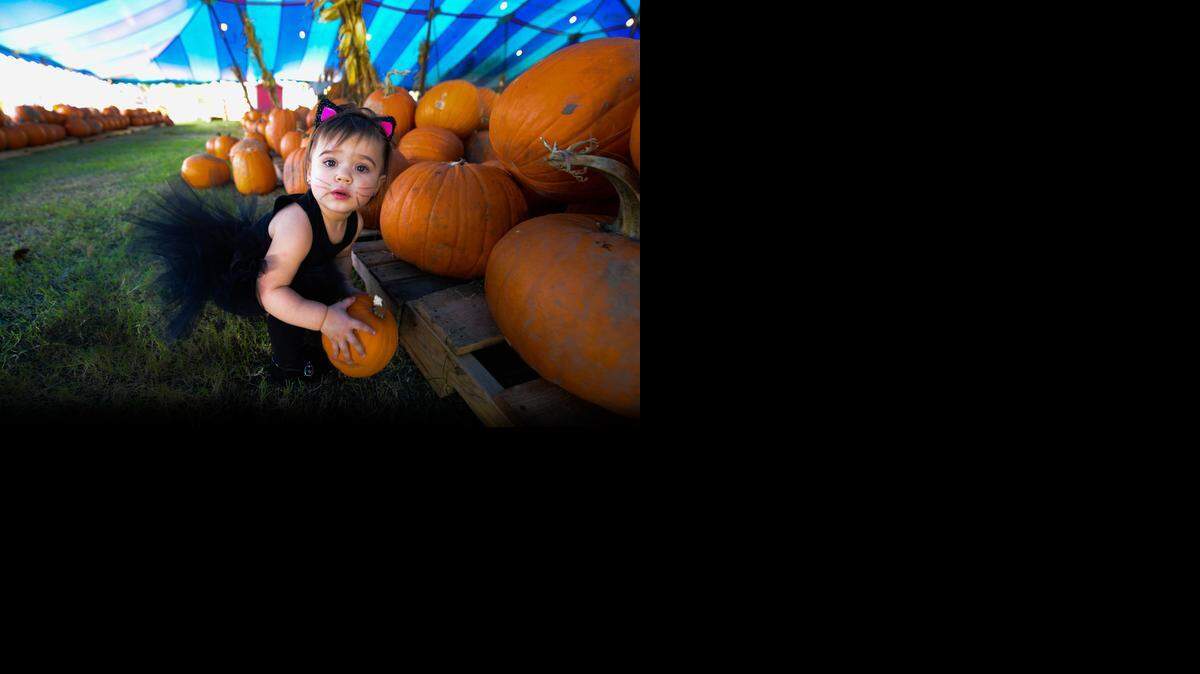 
Choosing the right one: Calina Martinez of South Miami, 20 months, picks out a pumpkin at the Boys and Girls Club pumpkin patch in Miami.
