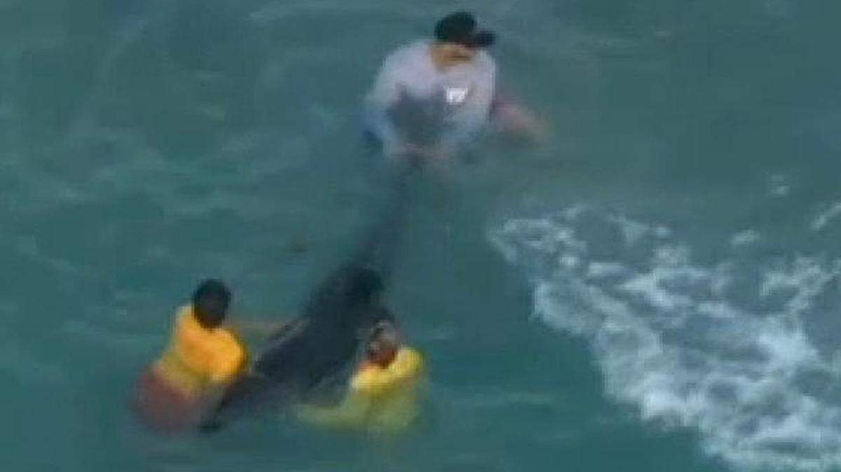 
People try to save a stranded dolphin off of Sunny Isles Beach on Tuesday, Feb. 3, 2015.
